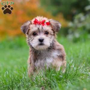 Madeline, Morkie / Yorktese Puppy